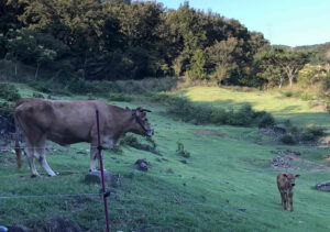 能勢農場の放牧野で仔牛を見守るような母あかうし